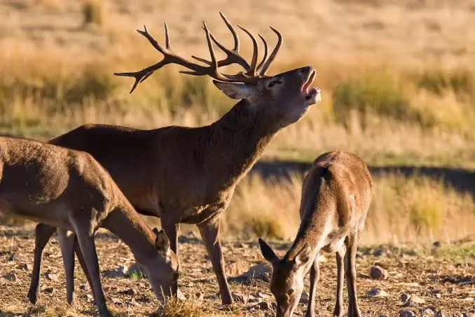 La Berrea del Ciervo en Soria 2026: Espectáculo Natural en la Sierra de Urbión en Vinuesa