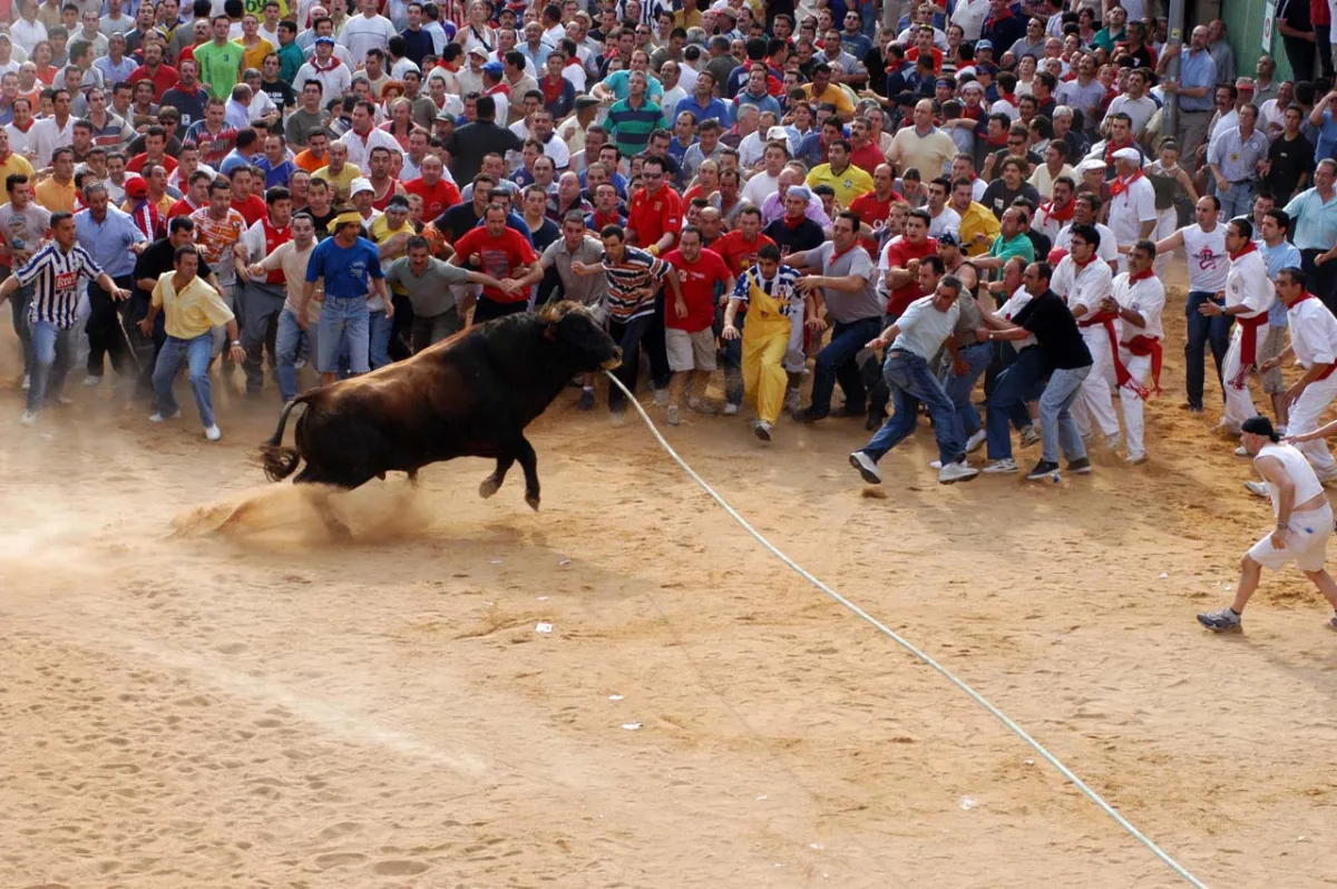 Foto 1 de Fiestas del Toro Enmaromado de Benavente 2026