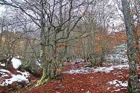Hayedo de la Pedrosa