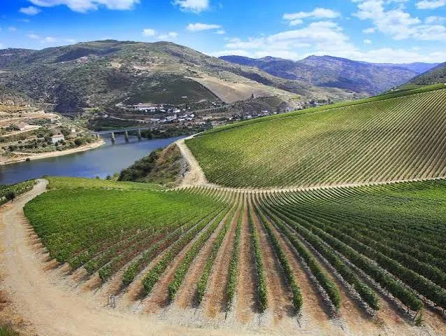 Ribera del Duero — foto 2